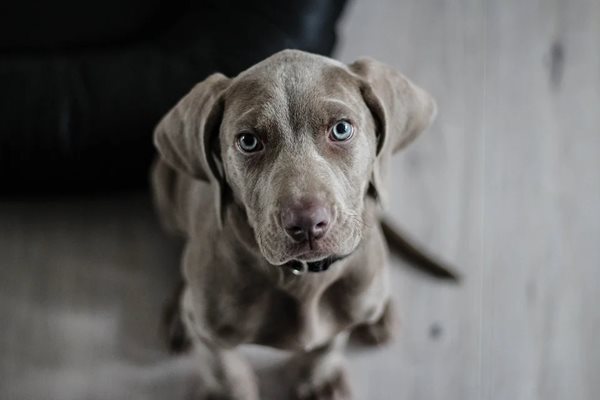Британски учени са се заели да изследват дали кучетата могат да надушват пациенти с COVID-19 СНИМКА: Pixabay
