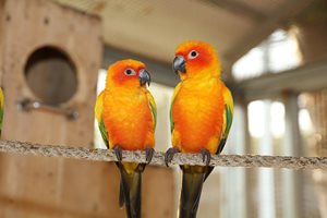 Хванаха пратка с папагалчета, внесени от България, за нелегална търговия в Турция