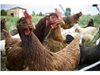 Крадец сви 15 кокошки, връща 3 живи в плевенското село Мечка