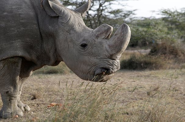 Судан - последният мъжки северен бял носорог Снимки: Ройтерс