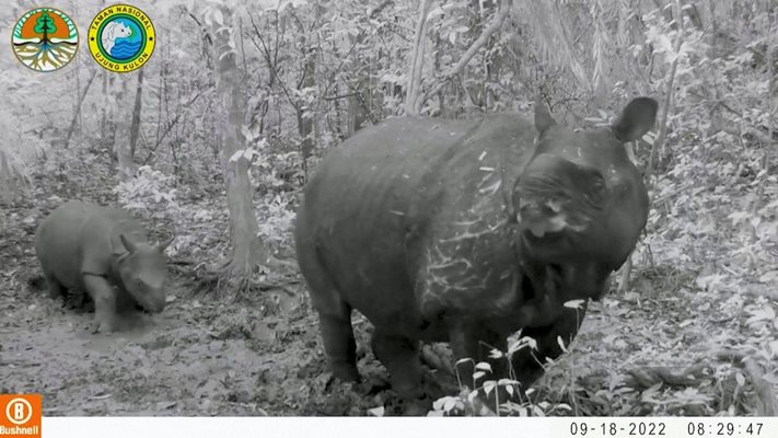 На запис от скрита камера се вижда малък носорог, който пристъпва  до друг почти три пъти по-голям от него в калния терен на защитения Национален парк Уджунг Кулон в западния край на остров Ява.
Снимки: Ройтерс
