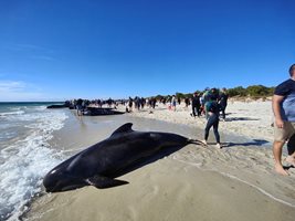 Хората се разхождат край делфини, заседнали на плаж в Австралия.
СНИМКА: РОЙТЕРС