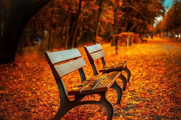 Есен в парка
Снимка: Пиксабей