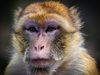Китайски учени: Експериментална ваксина предпазва маймуни от коронавируса