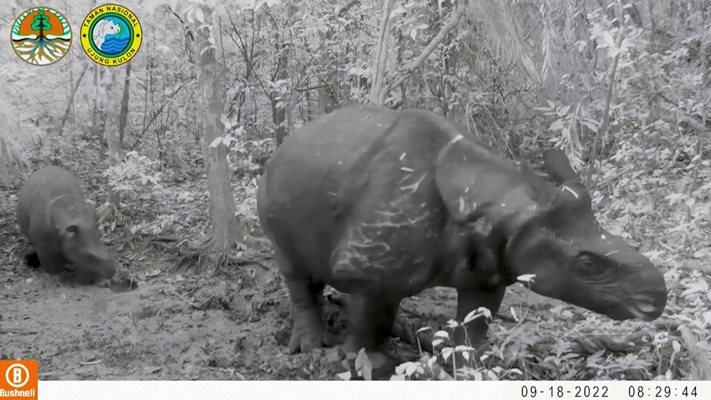 Яванският носорог е изчезващ вид.
Снимка: Ройтерс