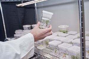 ГМО дървета може да чистят въздуха