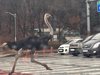 Щраус скита из улиците на южнокорейски град, избягал от зоопарка (Видео, снимки)