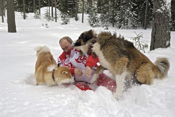 Овчарката от Борисов бори Путин в снега