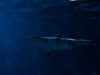 Учени създадоха гривна, която отблъсква акули