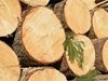 Задържаха 18 кубика дървесина в частен имот в Перущица