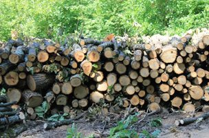 Хванаха трима с незаконни дърва в Монтанско