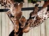 Природозащитници: Жирафите изчезват