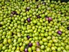 Данъчните продават 14 тона маслини и злато
