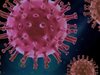 Откриха антитела, неутрализиращи всички варианти на коронавируса