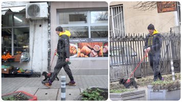 (ПАПАРАШКИ СНИМКИ) Захари Бахаров чисти акото на кучето си