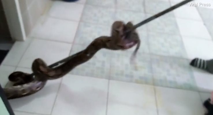 След инцидента спасители вадят змията от тоалетната КАДЪР: ViralPress