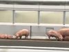 19 прасета изпаднаха от камион на японска магистрала (Видео)
