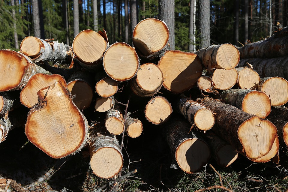 Бракониери отсекли 135 дървета без разрешително край Велико Търново
