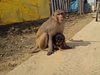 Маймуна "осиновява" бездомно кученце (Видео)