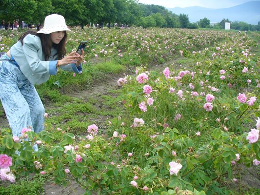 По традиция на Празника на розата най-много са туристите от Азия. На снимката: туристка от Япония се радва на цъфналите рози.
Снимка: Ваньо Стоилов