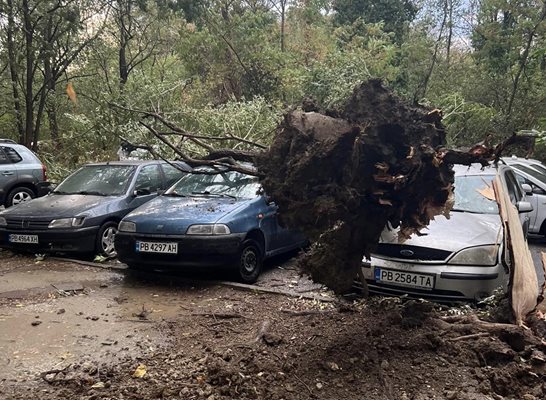 Бурата е откършила дървото.