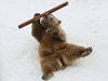 Кадри на Ройтерс: 9-годишната мечка Памир се събуди от зимен сън