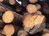 Инспектори от Пловдив разкриха схема за кражба на дървесина, задържан е собственик на фирма