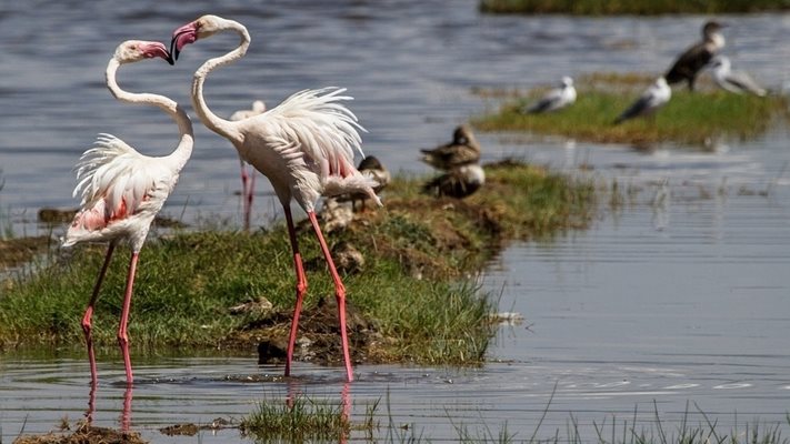 В Кения очакват екологична катастрофа, ако две препълнени езера се слеят