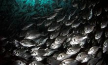 Риби променят пола си заради глобалното затопляне въпреки хромозомите