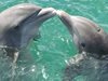Делфините се наричат с индивидуални "имена"

