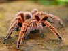 Властите в Мексико забраниха деликатес с тарантули