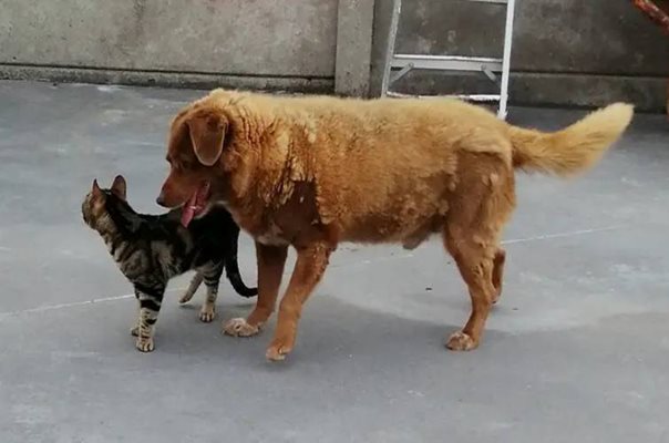 Боби от Португалия е най-старото куче в света. СНИМКИ: Официален сайт на Книгата на рекордите на Гинес
