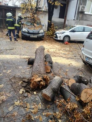 Огнеборци бързо нарязаха дървото.