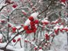 Първи сняг падна в Пампорово (снимка)