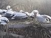 В резерват "Сребърна" вече гнездят и розови пеликани