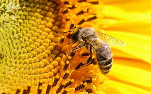 Един безценен дар от пчелите стопира инфекциите