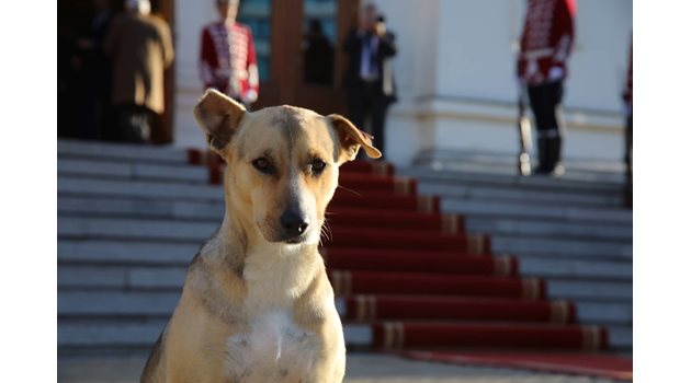 Бездомно куче посрещна новите депутати. СНИМКА: Николай Литов