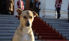 Фернанда се задоми: Кучето, което цяла София издирваше, за да го направи председател. Вижте историята му