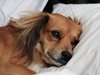 Стопанките на кучета имат по-здрав
сън, ако спят с тях в леглото си