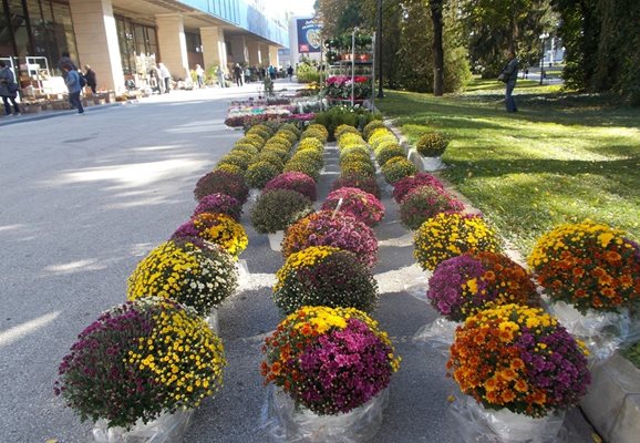 Изобилие от цветя ще видят пловдивчани и гостите на града на "Цветна есен"