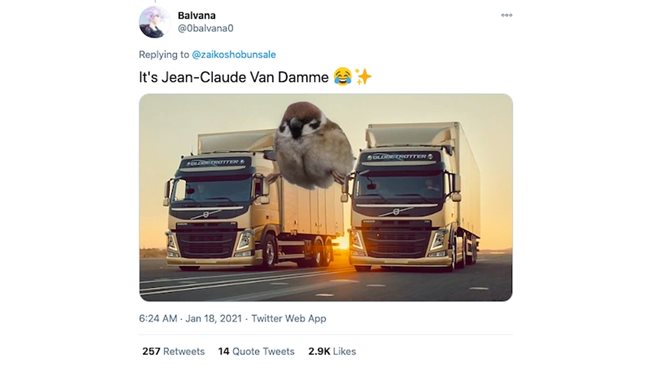 On Twitter They Enjoy A Sparrow In A Twine Like Jean Claude Van Damme Darik News