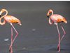 Рядко американско фламинго се появи за първи път от 15 години