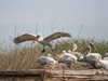 Къдроглавите пеликани в „Сребърна“ се сдобиха с поколение
