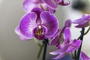 Изберете мястото на орхидеята - за да цъфти редовно