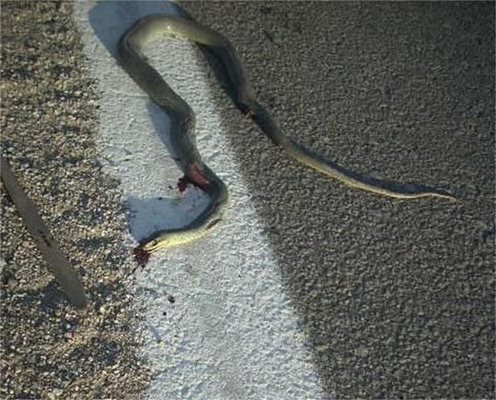 Змии плъзнаха по магистрала &quot;Люлин&quot;!