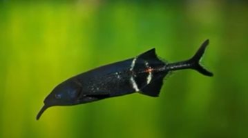 Природонаучният музей показа най-интелигентната риба в света (снимки, видео)