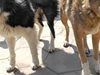 995 бездомни кучета заловени за година по улиците на Русе