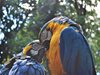 Разкрита контрабанда на папагали от България в Турция