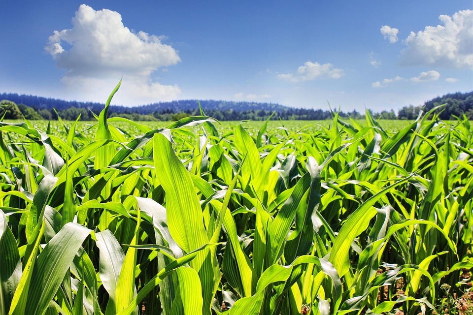 Румъния с най-ниска продукция на царевица за последните 15 години