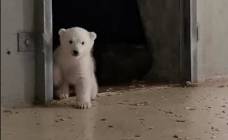 Полярно мече се роди в зоологическата градина в Хамбург (Видео)